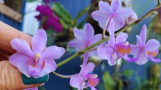 COMO  ESTÃO AS ORQUÍDEAS PHALAENOPSIS QUE FIZEMOS O PLANTIO AQUI NO CANAL | JD Orquídea