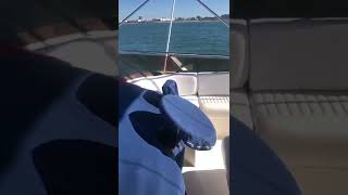 Visite Princess 56 flybridge