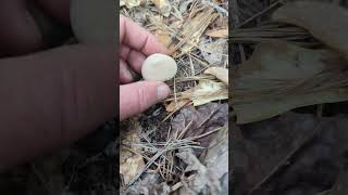 Common Puffball, edible when young, yellowed spores are not. Lycoperdon perlatum,  Mushroom Foraging