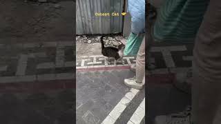 Saudi Arabia ka cat #saudiarabia #saudi_ #funny #viral #arabic #viral #viralvideo #shorts