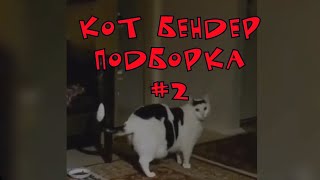 Мем. Кот Бендер. Подборка #2