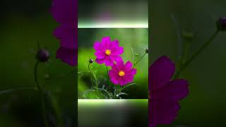 SHORTS 100% Royalty-Free Stock Footage - Flowers Cosmos Autumn Nature Wind - No Copyright Video.mp4