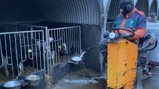 Kuhfarm | Calves Drink Milk | Baby Calf 2023 Technology Farming