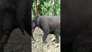 Wah apa ini gajah dan kucing #shorts #kucing #parodi