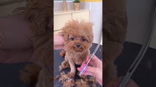 AWWW SHIHTZU PUPPY MAKEOVER AND FACE STYLING 🐶🙉 #cutedog #pets #cuteanimal #dog #groomingtime