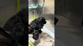 COCKER SPANIELS…A GROOMERS NIGHTMARE!! #dog #viral #shortsfeed #shortvideo #shorts #short