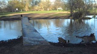 Isis Baily - Boston Terrier x English Bulldog goes for a swim