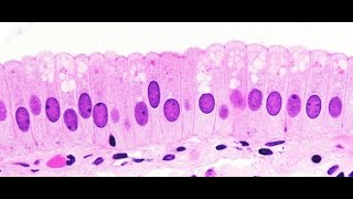 Lab 1.1   Simple Epithelium