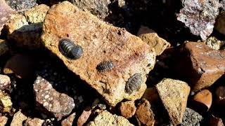 Negative phototaxis, green chiton