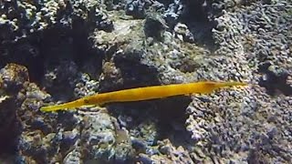 Yellow Trumpetfish