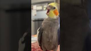 #birds#استرالیا#طوطی#australia#cockatiellove#سخنگو#funny#amazing#beautiful#عروس#هلندی#parrot#shorts