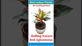 Best Indore Air Purifying Plants 💚.  #indore #plants #indoreplants #houseplants #bestindoorplants