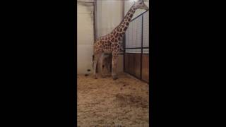 Baby Giraffe Frolicks & Plays