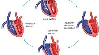 Minute Cardiology #1: Cardiac cycle