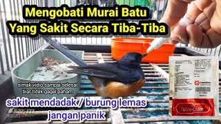 Mengobati Murai Batu Tiba-Tiba Sakit Lemas ( Sakit Mendadak )