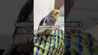 Cute Cockatiel And Cookie 🍪🦜 #birds #cockatiel #bird #cockatiels #parrot #viralshorts #cutebirds