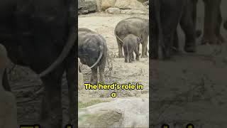 Elephant Diaries: The Journey of a Calf #elephant #animals