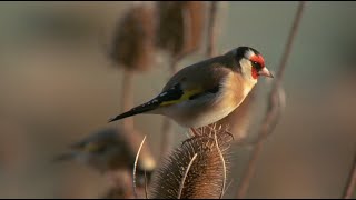 These birds love standing on needles!