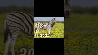 2022 of zebra🦓 and 6000 bce of zebra👉🔥#shorts #viralyoutubeshorts #ytshorts #viral #shortsfeed