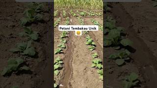 Petani Tembaku Wajib Air Wajib Nutrisi #petani #tembakau #petanitembakau