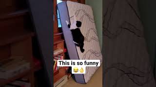 Funny Cat and Dog Videos😂👌 #viral #shorts