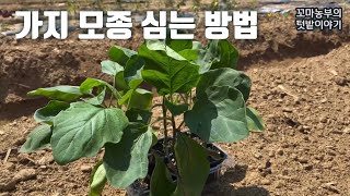 가지 모종 심는 방법::가지 모종 심는 시기:: How to grow eggplant