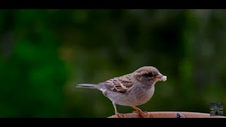 Birds In The Rain 🕊️ Healing Music For Stress Relief