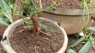 Pecah  Batang Tahap Pertama Bonsai Seribu Bintang