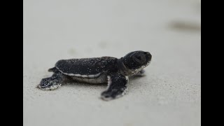 Improving turtle hatchling rates on Raine Island.