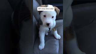 Perro discute consigo mismo.