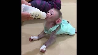 Linda Born In Obedient Soul Calm & Honestly Baby Monkey #monkey #bandar #bander #mom #funny #viral