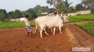 భారతదేశంలో నిమ్మ సాగు ఎలా చేస్తాం || నిమ్మ న్నారు @RajithaKasturi #lemoncultivation #నిమ్మ