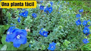 Planta de FLORES AZULES super fácil de cuidar y linda para su jardín | Evolvulus glomeratus