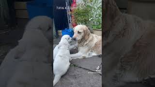 5 week old golden retriever puppies playing with granny #goldenretrieverpuppies #dogs #puppy