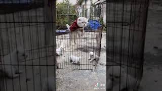 Viral TikTOk | Great Escape - Cat Version | Douyin(抖音)