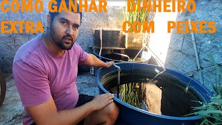 COMO GANHAR DINHEIRO COM CRIAÇÃO DE PEIXE EM CAIXA D'ÁGUA.🤑💸