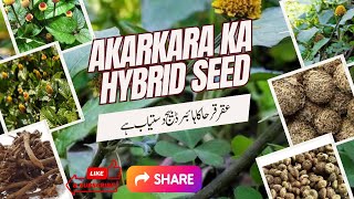 Akarkara lgayen | Akarkara kesy lgaya jata h?? Akarkara ka Hybrid Seed| Akarkara lgany ka tarika