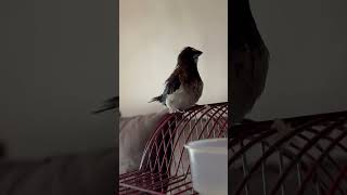 Bird is singing part 2 😑 #bengali #society #finch #singing #part #2 #part2 #song