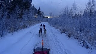 Катание на собачьих упряжках СНЕЖНЫЕ ПСЫ Дети Севера