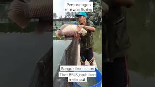 Banyak ikan Gurame babon #pemancingangurame #pemancinganmarwan #mancingmania #sultanmame