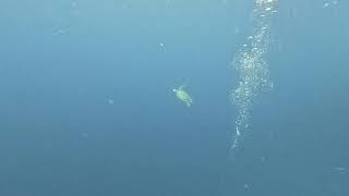 Another cool turtle sighting near Kuredu Cave!