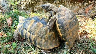 Turtles making babies ! Caught on tape ! (The SEQUEL) - [Χελώνες κάνουν μωρά - Νο2]