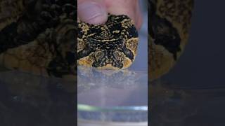 Puff Adder Venom Extraction