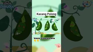 Panen Kacang Polong. #babybus #animasi #kacangpolong #peas