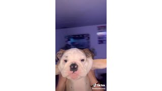 WAKEY WAKEY IT'S TIME FOR SCHOOL TIKTOK AUDIO PETS EDITION