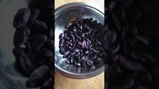 Saving Bean Seed #SavingSeed #BeanHarvest