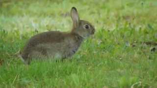 Wild Rabbit