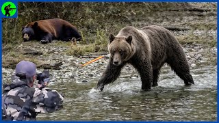 How Do American Hunters And Farmers Deal With Million Of Wild Boar And Bear By Guns