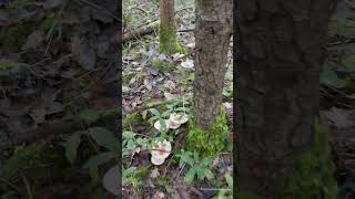 A nice troop of Trooping Funnels. Edible Wild Mushrooms