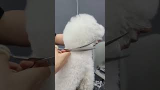 MINI BICHON FRISE'S PUPPY FULL GROOMING ADORABLE 🙉😊🐶 #dog #cute #love